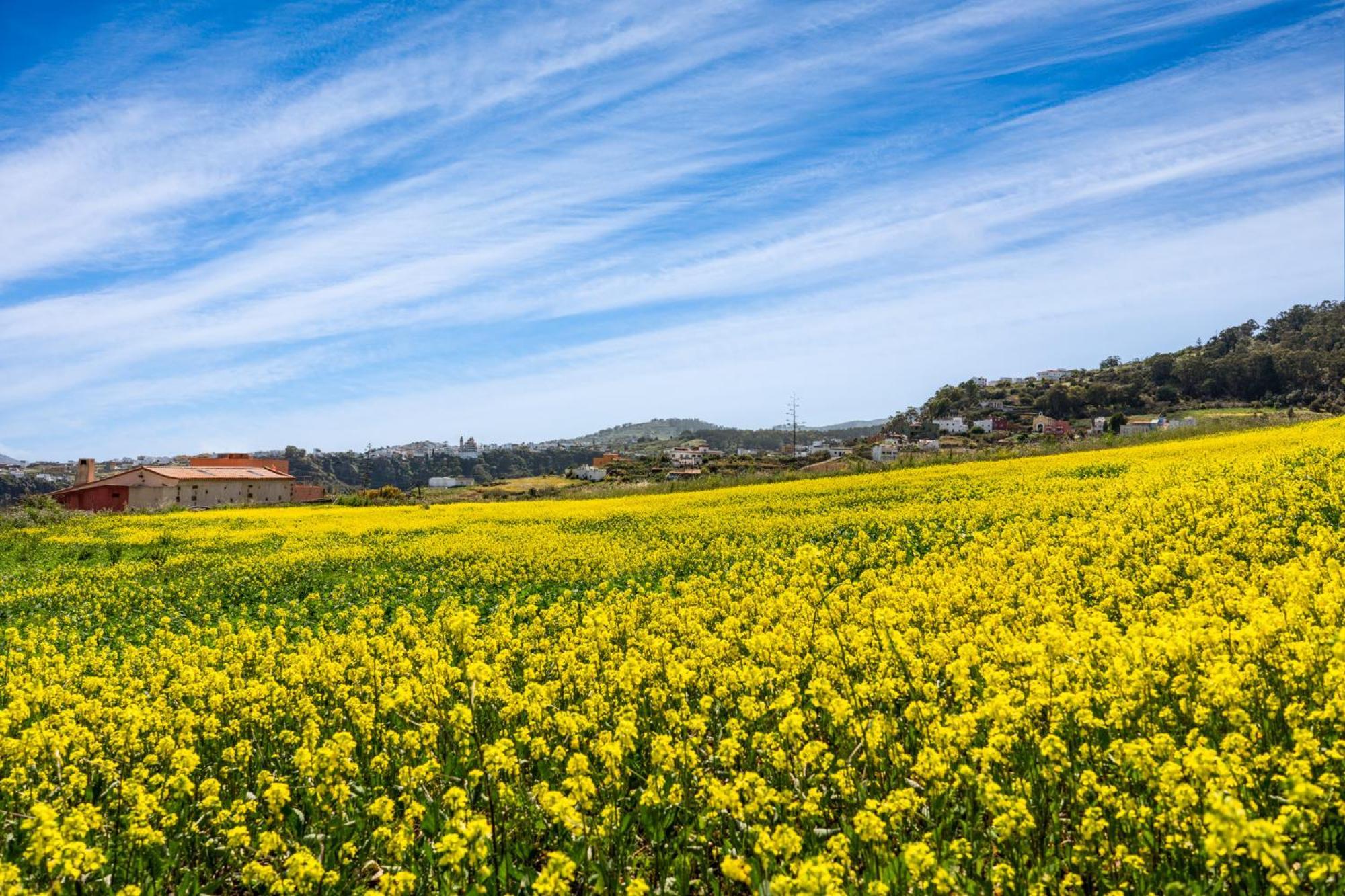 Dejablue. Villa Rural Junto Al Mar Y La Montana Santa Maria de Guia de Gran Canaria Ngoại thất bức ảnh
